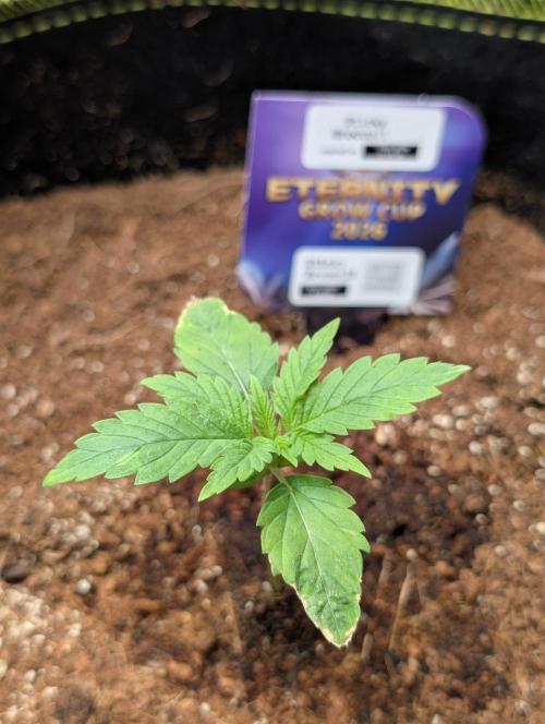 Eternity CUP 2026 / Sticky Broccoli. Week 1 - 2.Tag Vegi