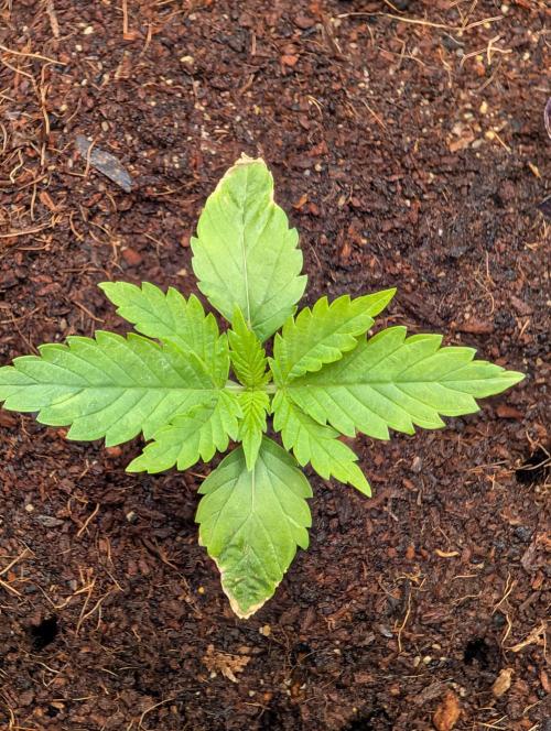 Eternity CUP 2026 / Sticky Broccoli. Week 1 - 2.Tag Vegi 