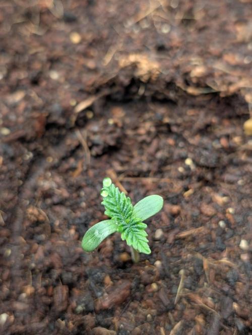 Eternity CUP 2026 / Sticky Broccoli. Week 1 - Tag 03 und sie sieht sehr gut aus kräftiges grün+ dicker kurzer Stiel 