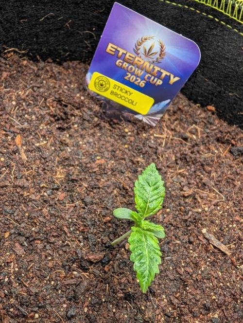 Eternity CUP 2026 / Sticky Broccoli. Week 1 - tag 04
