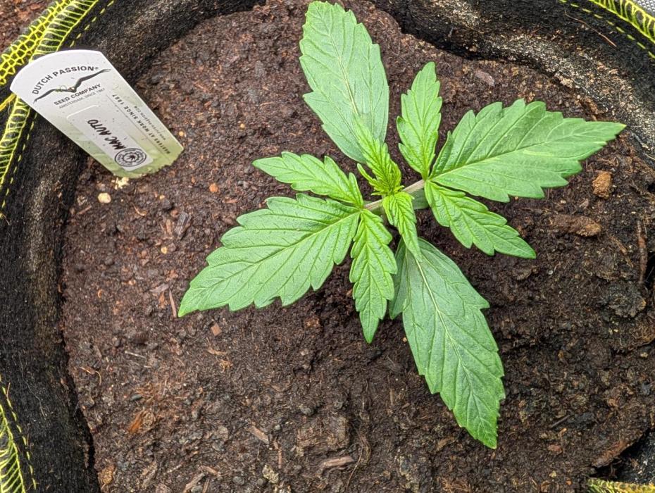 MAC Auto by Dutch Passion. Week 1 - Der 8 Tag alles läuft sehr gut dicker Stängel und potenter wuchs ! 