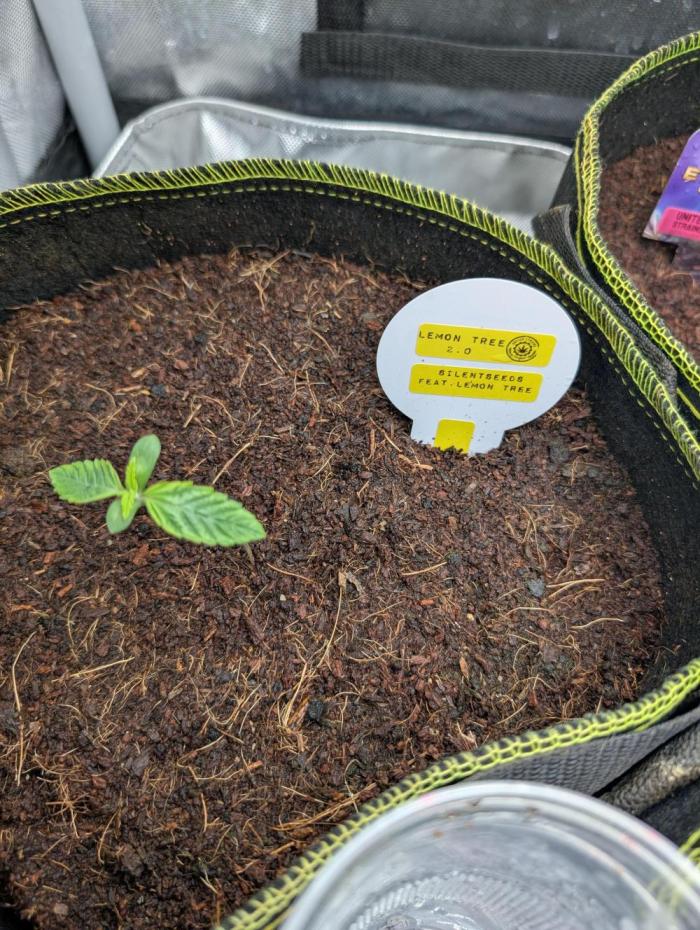 Lemon TREE 2.0. Week 1 - Die erste Woche!!! 