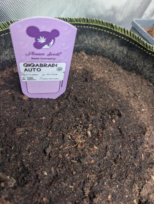 Gigabrain Auto / Anesia Seeds. Week 0 - Seedling stage