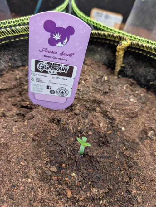 Gigabrain Auto / Anesia Seeds. Week 1 - Day 03
