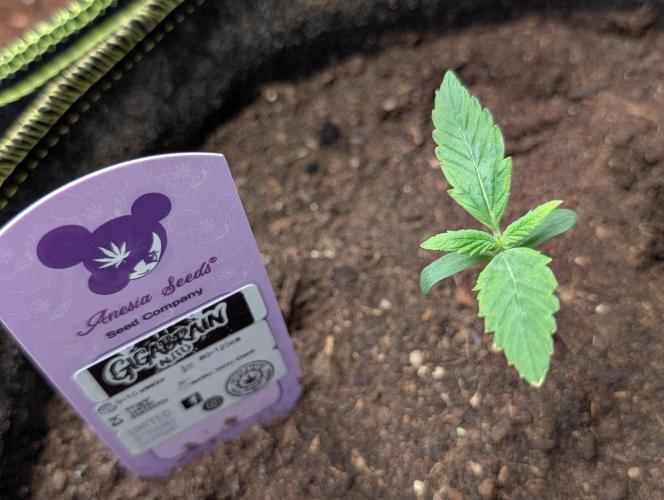 Gigabrain Auto / Anesia Seeds. Week 1 - Day 07