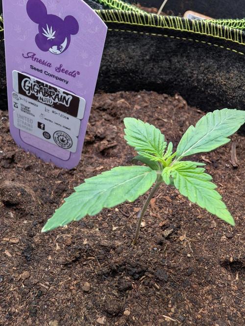 Gigabrain Auto / Anesia Seeds. Week 1