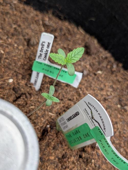 Devil Cookies One,Tropical ICE Cream One. Week 0 - Pheno 1 
Und Pheno 2 davon wird einer aussortiert wahrscheinlich die hellere  ..