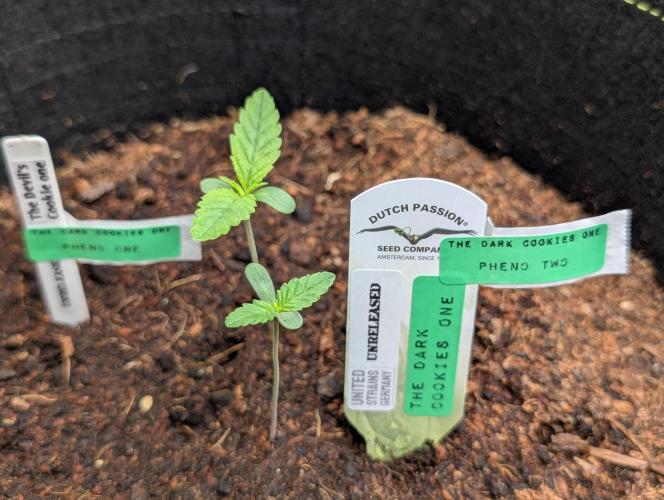 Devil Cookies One,Tropical ICE Cream One. Week 1 - Höchst wahrscheinlich entscheiden wir uns für pheno 2 