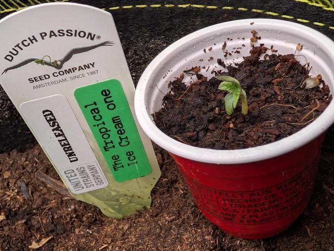 Devil Cookies One,Tropical ICE Cream One. Week 1 - Baby day 01