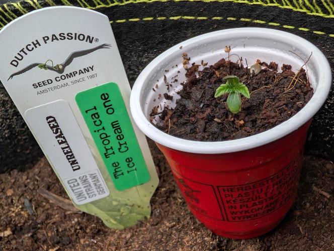 Devil Cookies One,Tropical ICE Cream One. Week 1 - Baby Day 01 sie wird hochgezogen in Ner Woche Transplantation! 