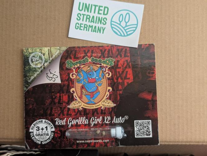 RED GORILLA 🦍 Girl XL Auto. Week 0 - Wie gesagt kein Topping dieses Mal !! 