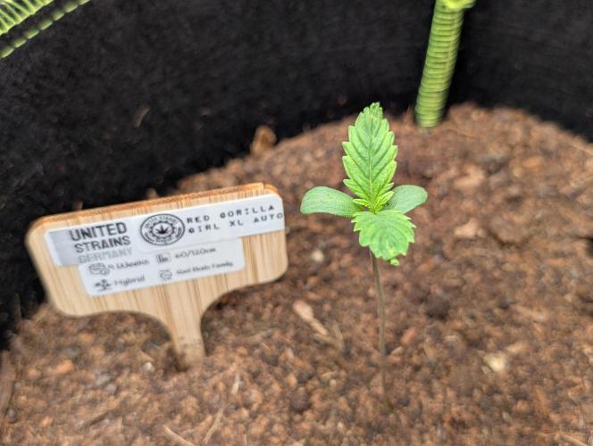 RED GORILLA 🦍 Girl XL Auto. Week 1 - Tag 05