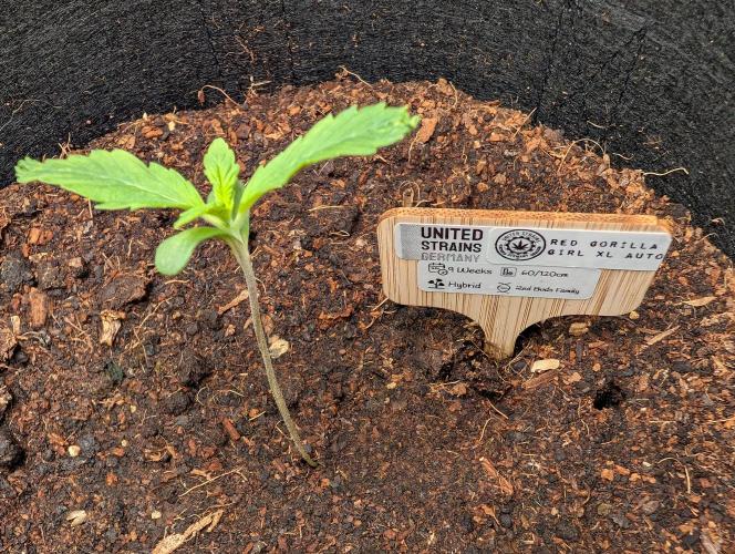RED GORILLA 🦍 Girl XL Auto. Week 1 - Tag 07