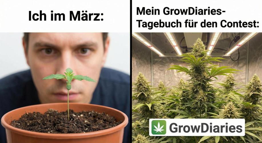 Super Sativa Seed Club - The Tropical Ice Cream One door UnitedStrainsGermany