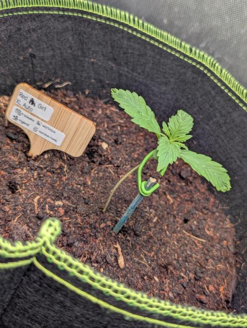 RED GORILLA 🦍 Girl XL Auto. Week 2 - Day 09 war bissle wackelig 