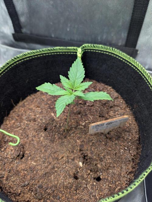 RED GORILLA 🦍 Girl XL Auto. Week 2 - Day 12 wieder stabiler Babystamm 