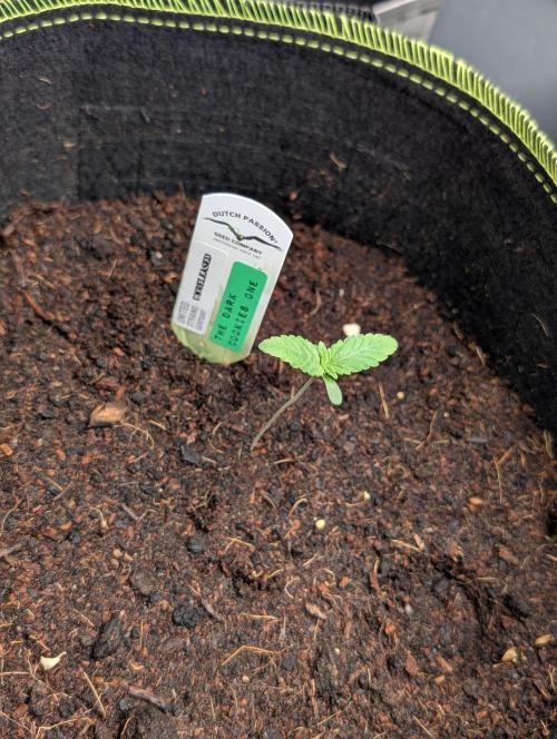 Devil Cookies One,Tropical ICE Cream One. Week 2