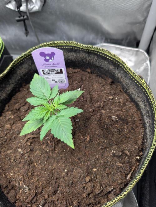 Gigabrain Auto / Anesia Seeds. Week 2 - Tag 14 alles läuft sehr gut bisher keine PH Fehler mehr ?