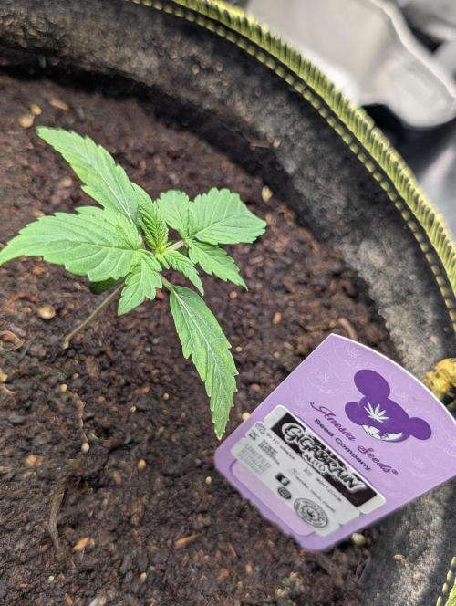 Gigabrain Auto / Anesia Seeds. Week 2 - Tag 12 