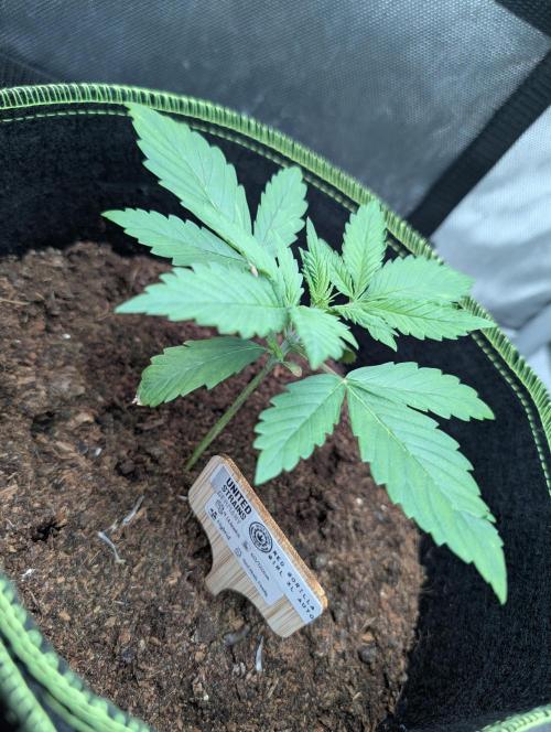 RED GORILLA 🦍 Girl XL Auto. Week 3 - Sie wächst sehr gut bisher besser als die Gigabrain Auto 