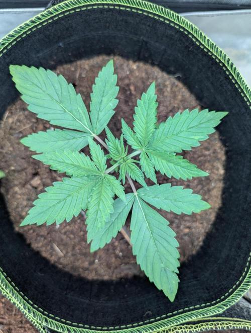 RED GORILLA 🦍 Girl XL Auto. Week 3 - Von oben Gorilla Girl XL Auto 