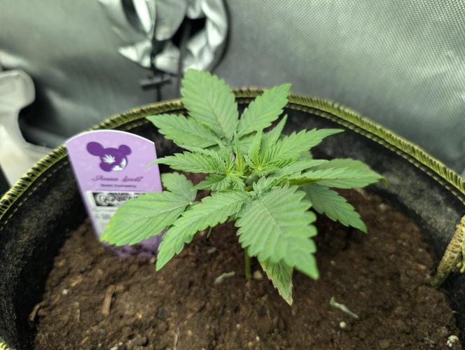 Gigabrain Auto / Anesia Seeds. Week 3 - Von der Seite gigabrain auto