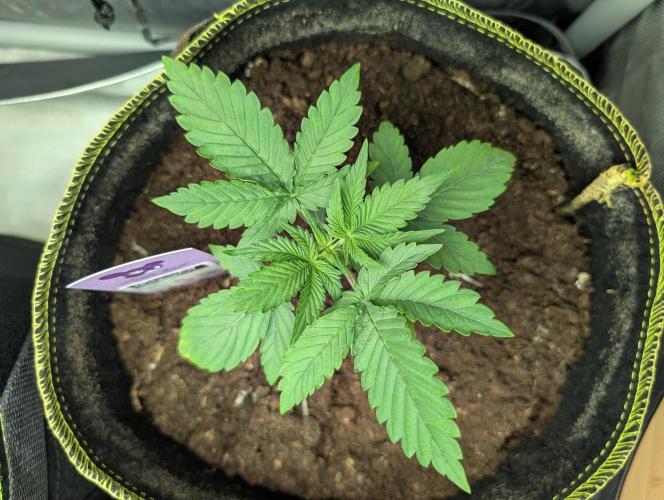 Gigabrain Auto / Anesia Seeds. Week 3 - Von oben gigabrain Auto 