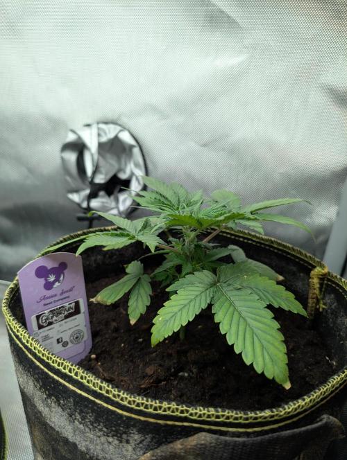 Gigabrain Auto / Anesia Seeds. Week 3 - Letzes Bild 3.Woche