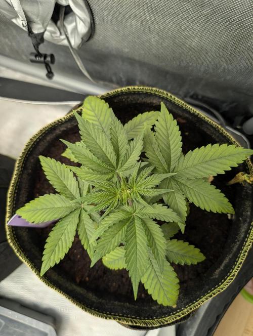 Gigabrain Auto / Anesia Seeds. Week 3 - Von Oben 