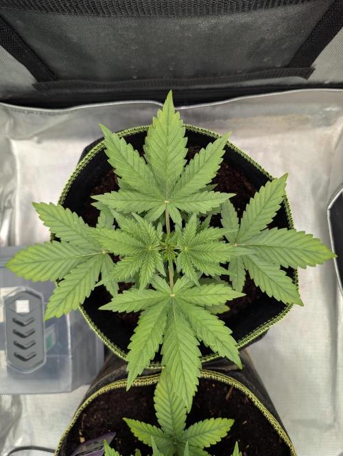 RED GORILLA 🦍 Girl XL Auto. Week 3 - Day 20