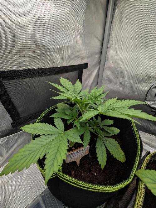RED GORILLA 🦍 Girl XL Auto. Week 3 - Letzes Bild 3.Woche