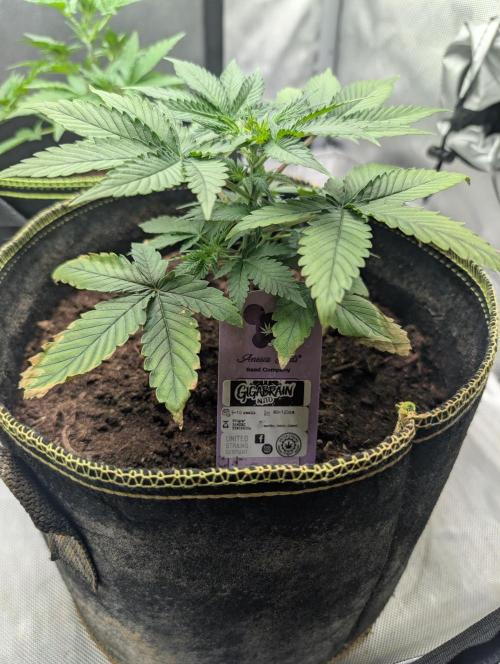 Gigabrain Auto / Anesia Seeds. Week 4 - Hier noch nicht enltaubt