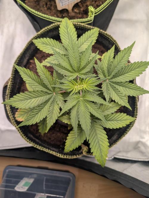 Gigabrain Auto / Anesia Seeds. Week 4 - Hier auch nicht aber zum stressen dann 4 entfernt 