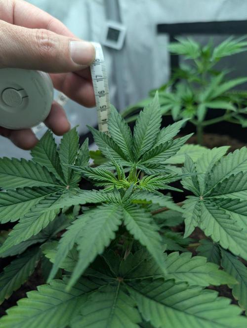 Gigabrain Auto / Anesia Seeds. Week 4 - Aber hier zu sehen wieder topfit 