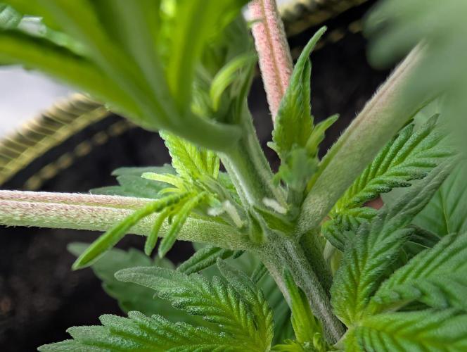 Gigabrain Auto / Anesia Seeds. Week 4 - Die ersten Härchen nach 4wochen sehr gut für Autos eig. 
