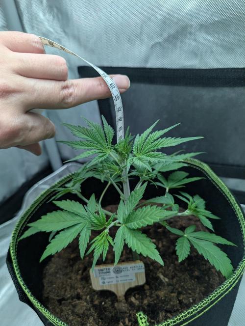 RED GORILLA 🦍 Girl XL Auto. Week 4 - Auch besser Performance neben Lightmix Erde gegenüber Coco