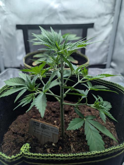 RED GORILLA 🦍 Girl XL Auto. Week 4 - Sie ist eine sehr gute Genetik wirklich topfit in COCO