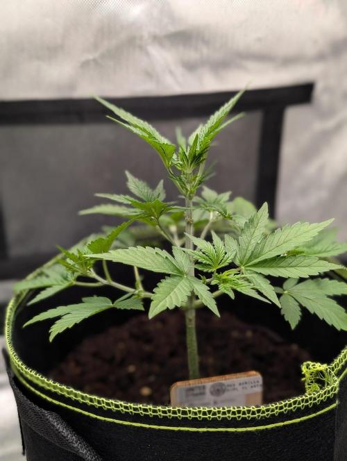 RED GORILLA 🦍 Girl XL Auto. Week 4 - Einen Tag nach Defolation und gleichzeitig ne Nährstofflösung 