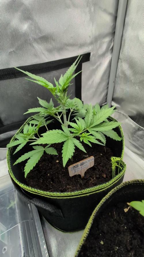 RED GORILLA 🦍 Girl XL Auto