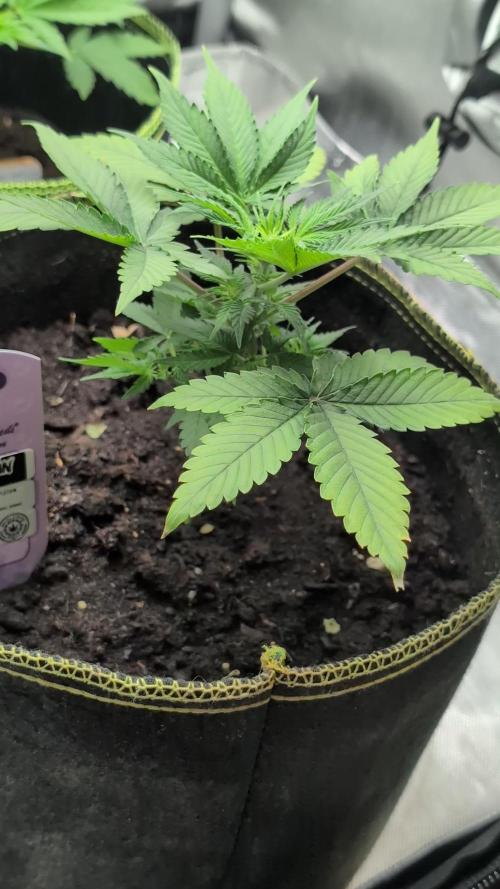 Gigabrain Auto / Anesia Seeds