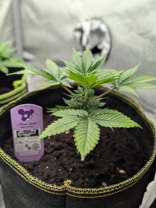Gigabrain Auto / Anesia Seeds. Week 4 - Einen Tag nach Defolation heute Nährstofflösung mit ph 6, 10 EC 1,20