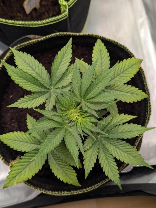 Gigabrain Auto / Anesia Seeds. Week 4 - Von oben nach Defolation einen Tag 