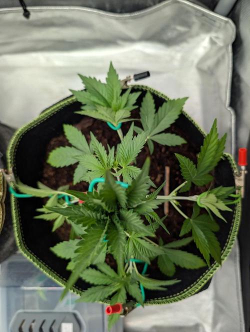 RED GORILLA 🦍 Girl XL Auto. Week 4 - LST erster Tag 31.03.2026