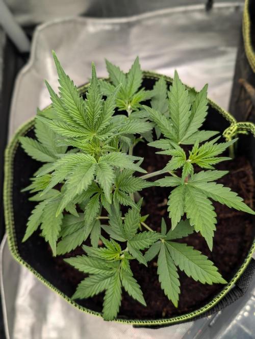 RED GORILLA 🦍 Girl XL Auto. Week 3 - Day 27