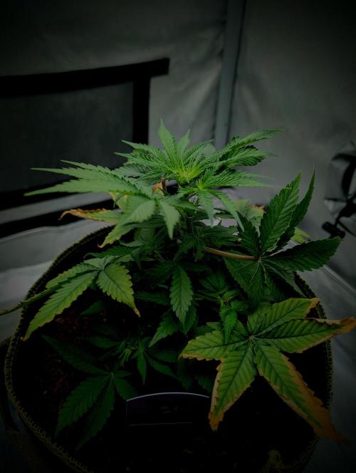 Gigabrain Auto / Anesia Seeds. Week 5