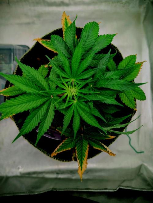 Gigabrain Auto / Anesia Seeds. Week 5