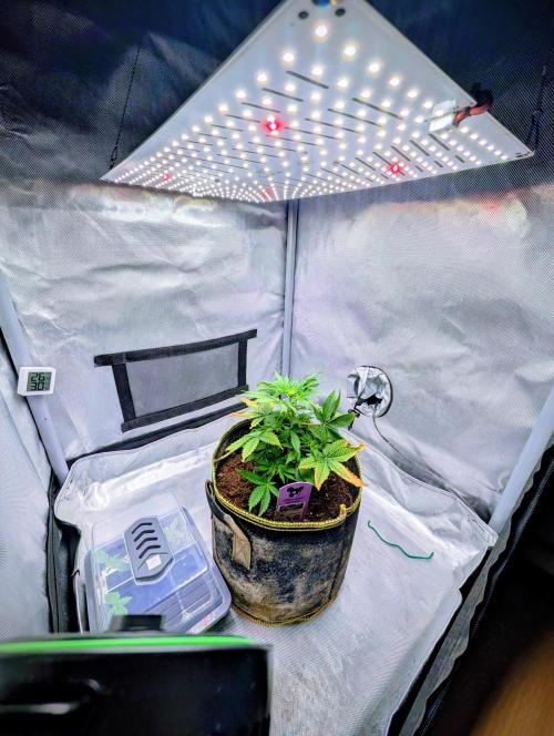 Gigabrain Auto / Anesia Seeds. Week 5