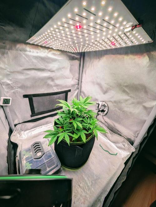 RED GORILLA 🦍 Girl XL Auto. Week 5