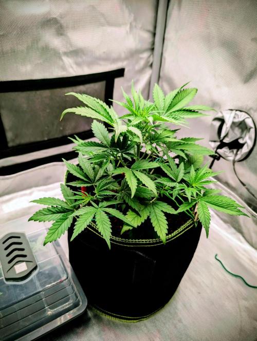 RED GORILLA 🦍 Girl XL Auto. Week 5