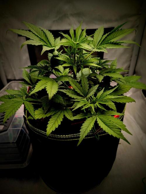 RED GORILLA 🦍 Girl XL Auto. Week 5